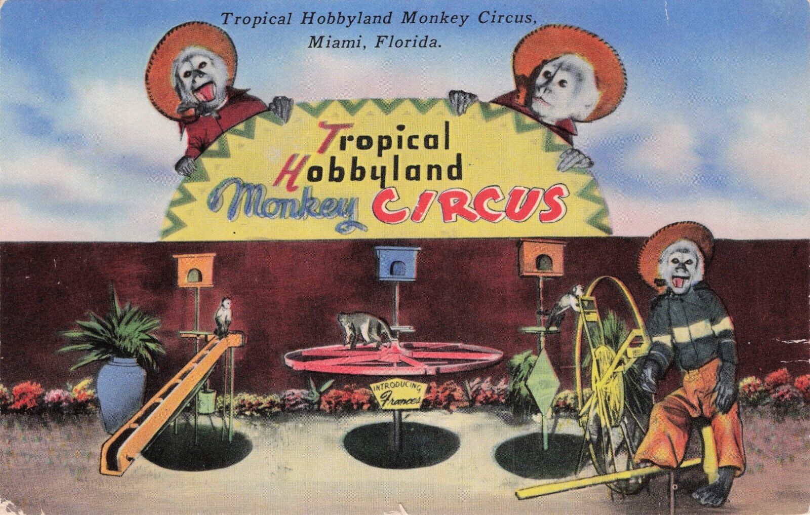 Miami Florida FL Tropical Hobbyland Monkey Circus Tichnor Vintage Postcard