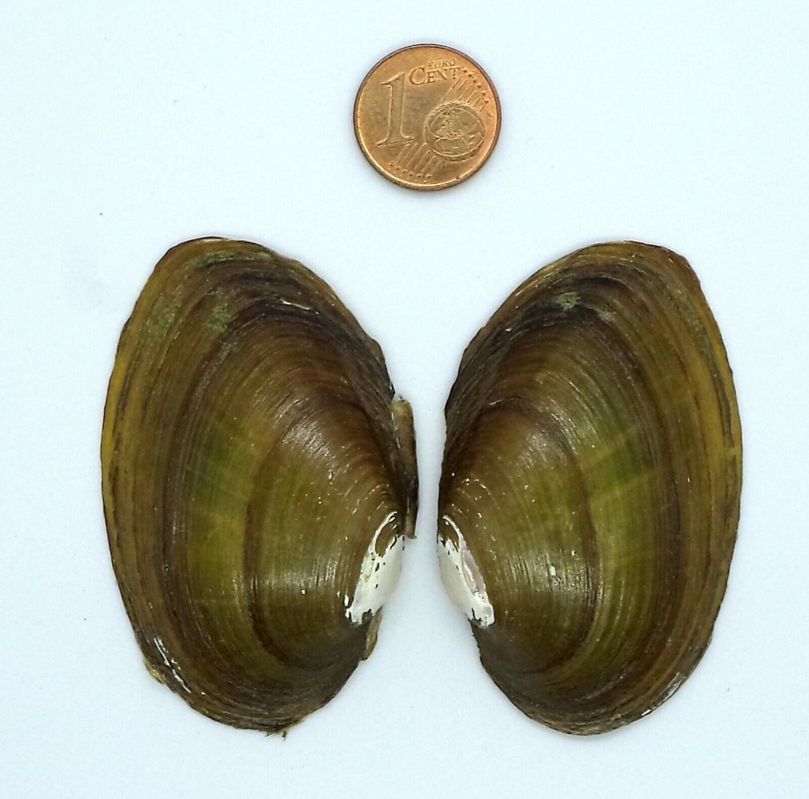 Endemic species from Ohrid Lake in Albania. Freshwater Shell Mussel
