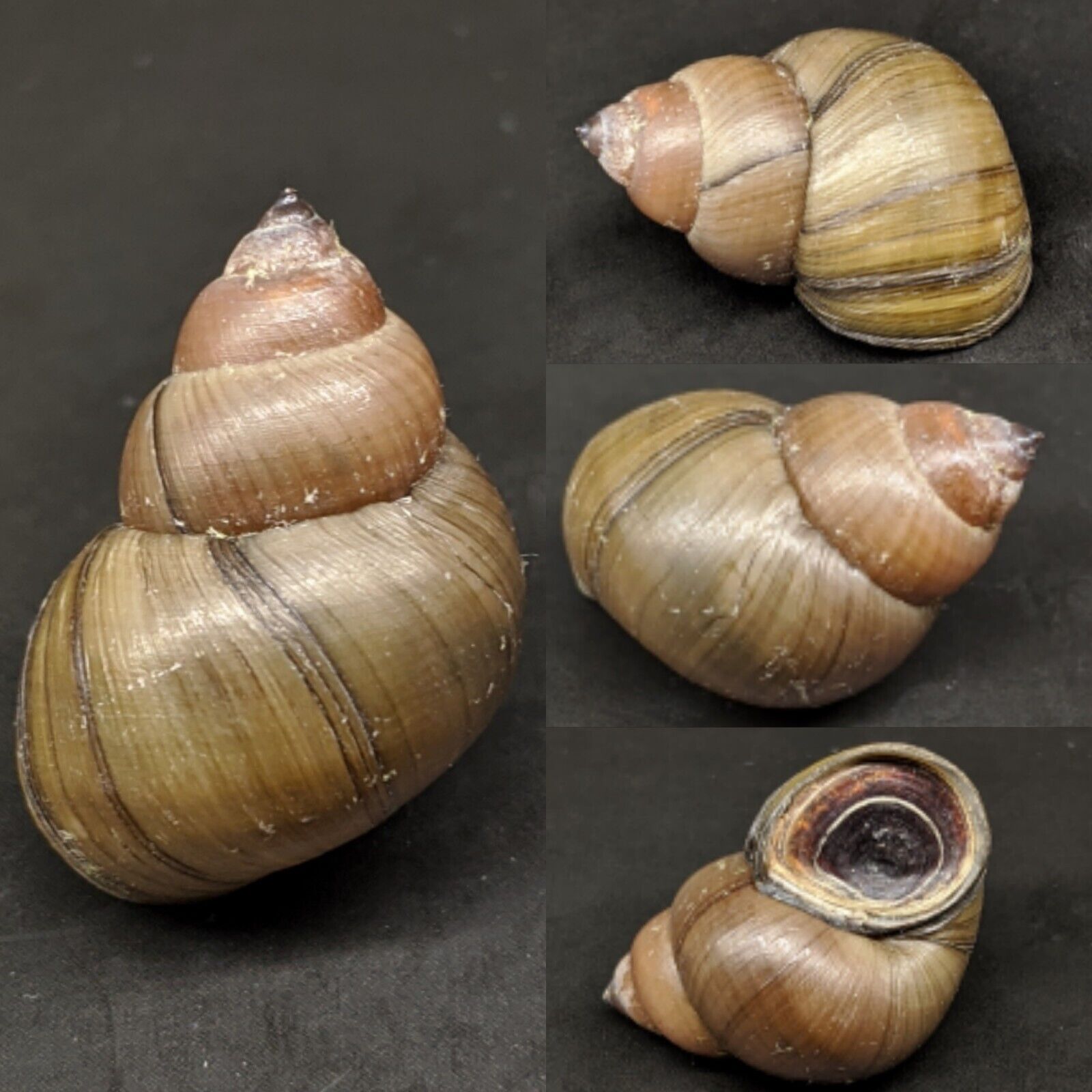 Filopaludina javanica 28.5mm W/O VIVIPARIDAE Freshwater Snail
