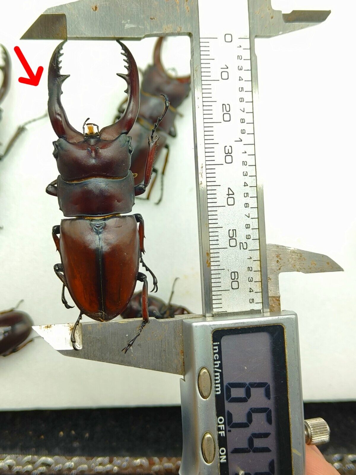 Lucanidae : Prosopocoilus astacoides dubernardi 65 mm 04 A1- YUNNAN 