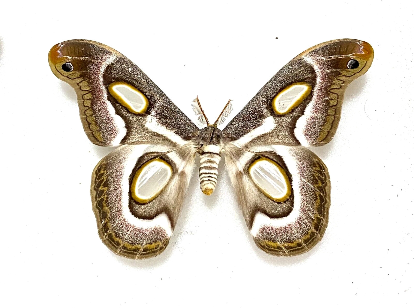 Insect Moth Epiphora mythimnia-Giant White Ringed Atlas Moth-A1-Unmounted