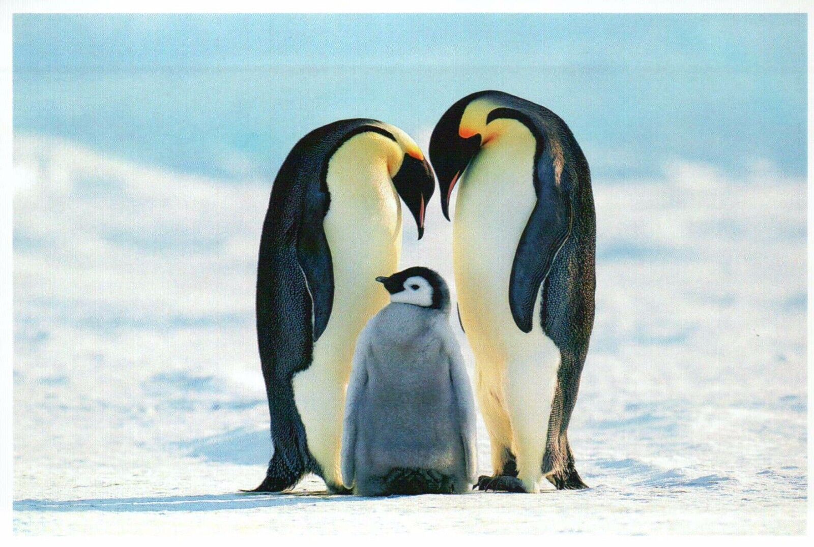 Emperor Penguins & Baby, Bird Indigenous to Antarctica -- Modern Animal Postcard