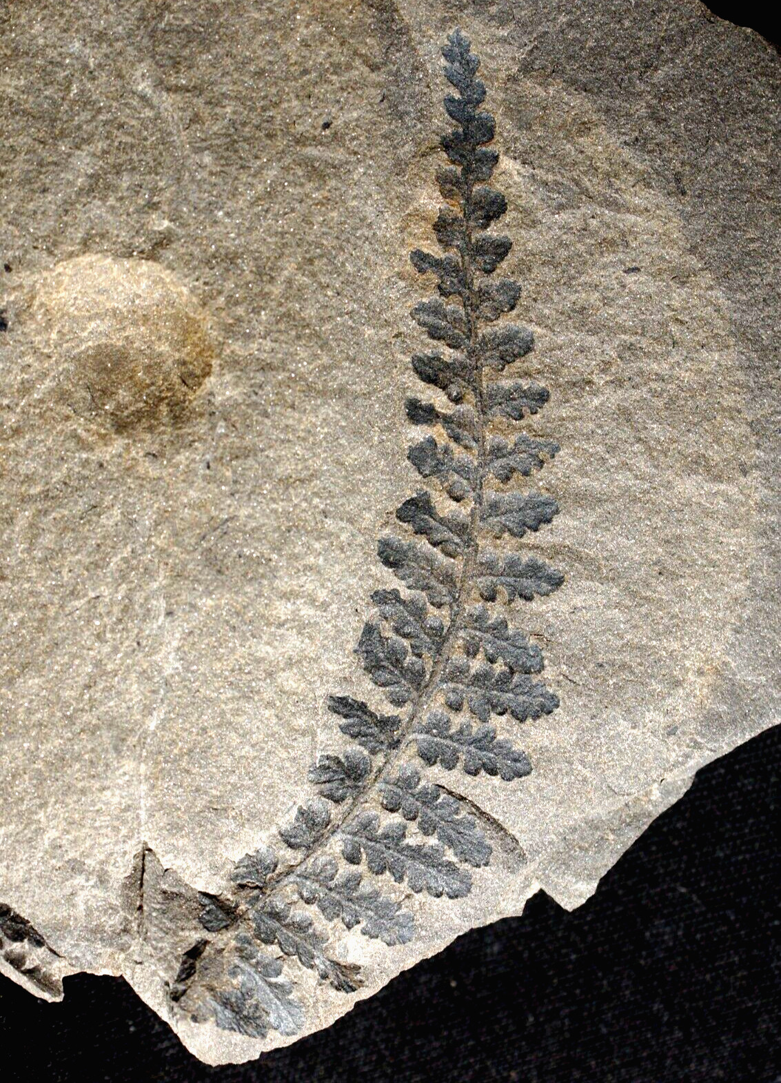 Beautiful Carboniferous fern fossil plant extinct Sphenopteris leaf frond