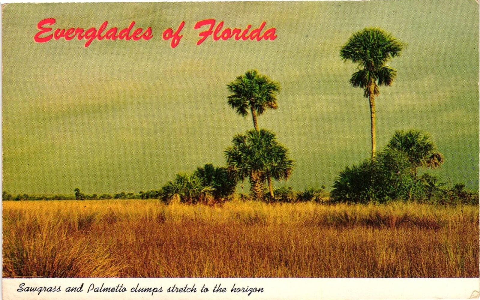Vintage Postcard- Sawgrass and Palmetto Clumps, FL 1960s