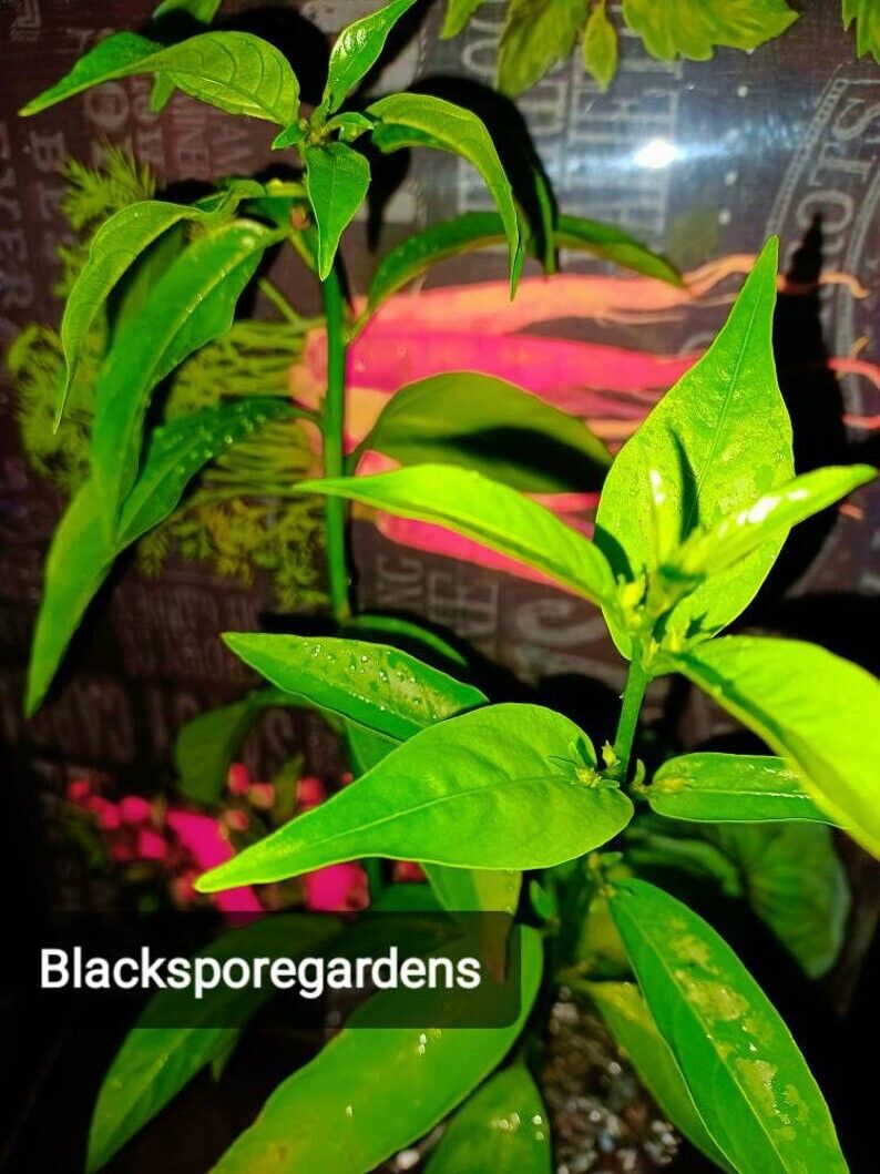 Night Blooming Jasmine 25 inch live plant organic homegrown homemade herbalist