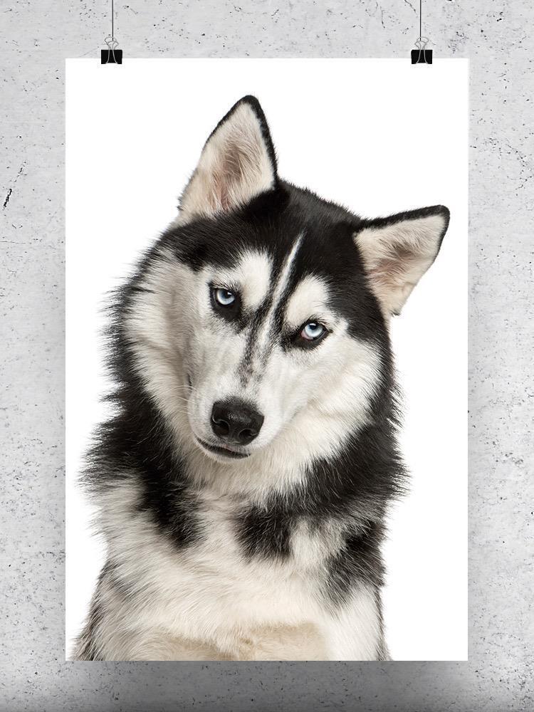 Close-Up Of A Husky Poster -Image by Shutterstock
