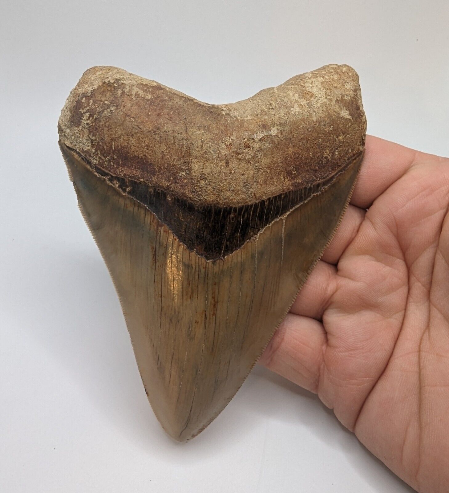 LARGE Megalodon Shark Tooth Fossil 5.22\'\' No Repair/Resto, Feeding Damage