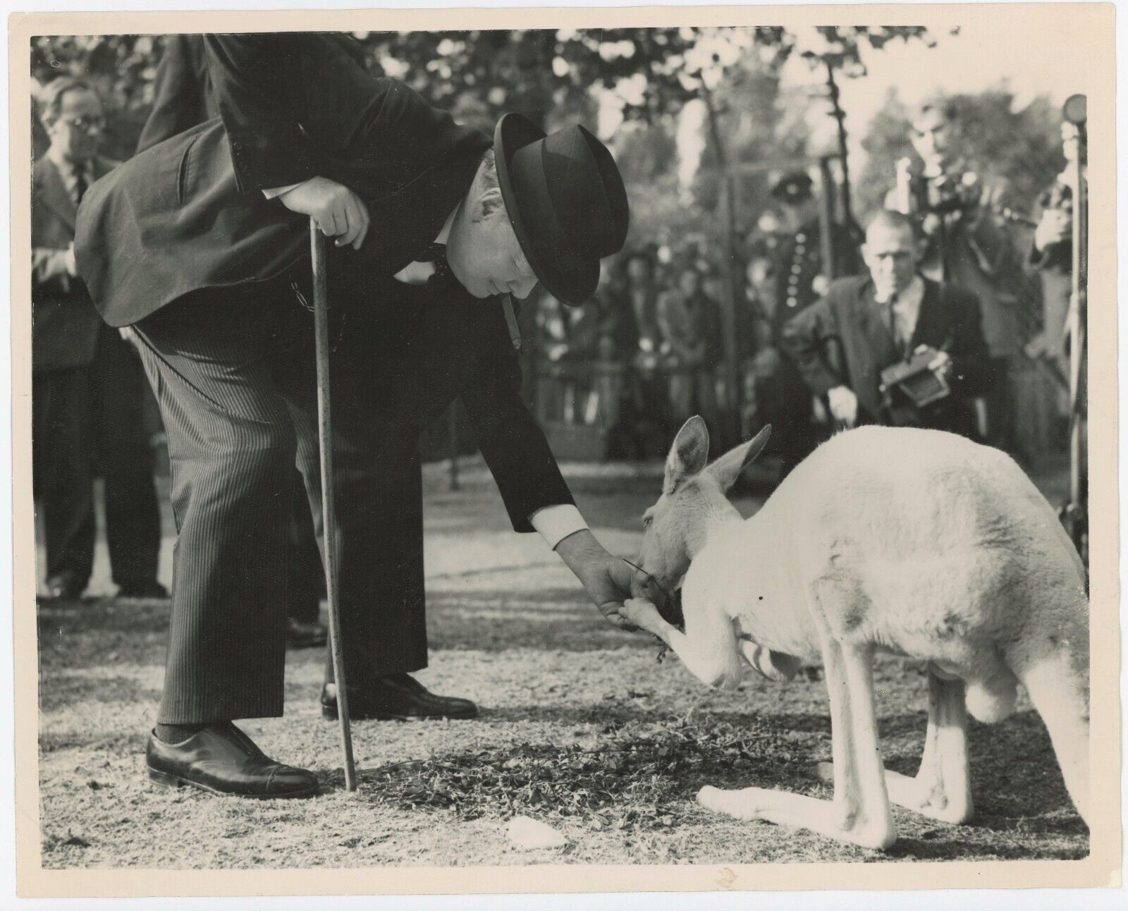 10 September 1947 press photo of Churchill feeding Digger, his albino kangaroo
