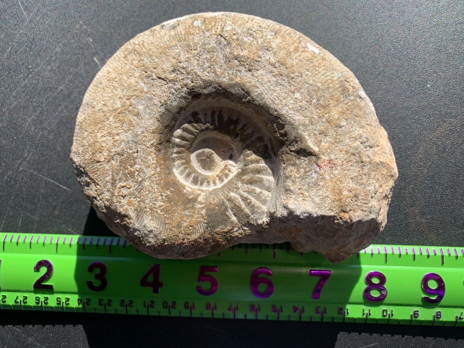 Ammonite fossil mine rough Nautiloid Cambrian Madagascar 3-5 inch FJ24