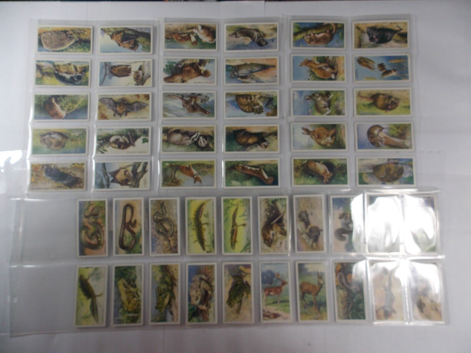Players Cigarette Cards Animals of the Countryside 1939 Complete Set 50 in Pages