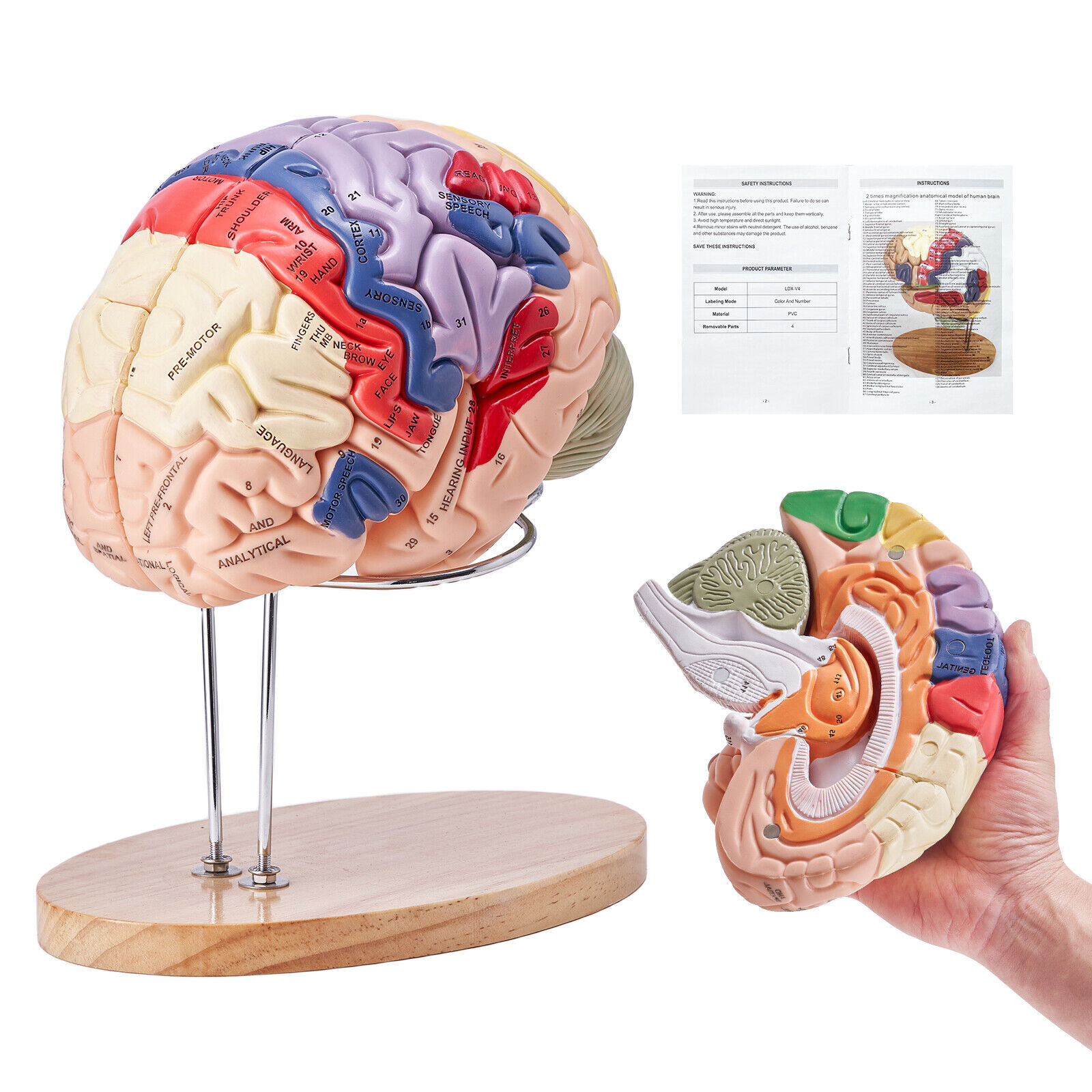 VEVOR Human Brain Model Anatomy Teaching Brain Model 4-Part Labeled 2X Enlarged