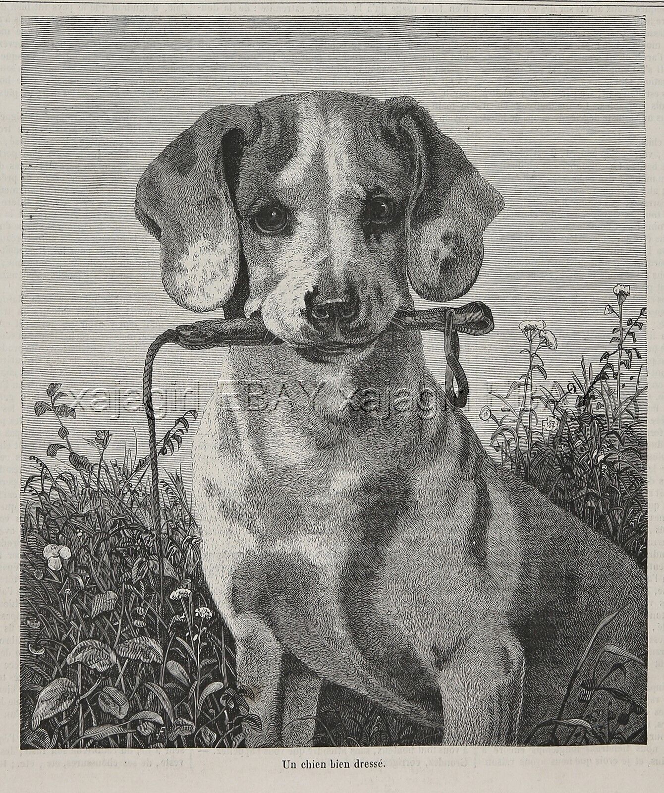 Dog Pointer Puppy English, Dog Training, Beautiful 1870s Antique Print