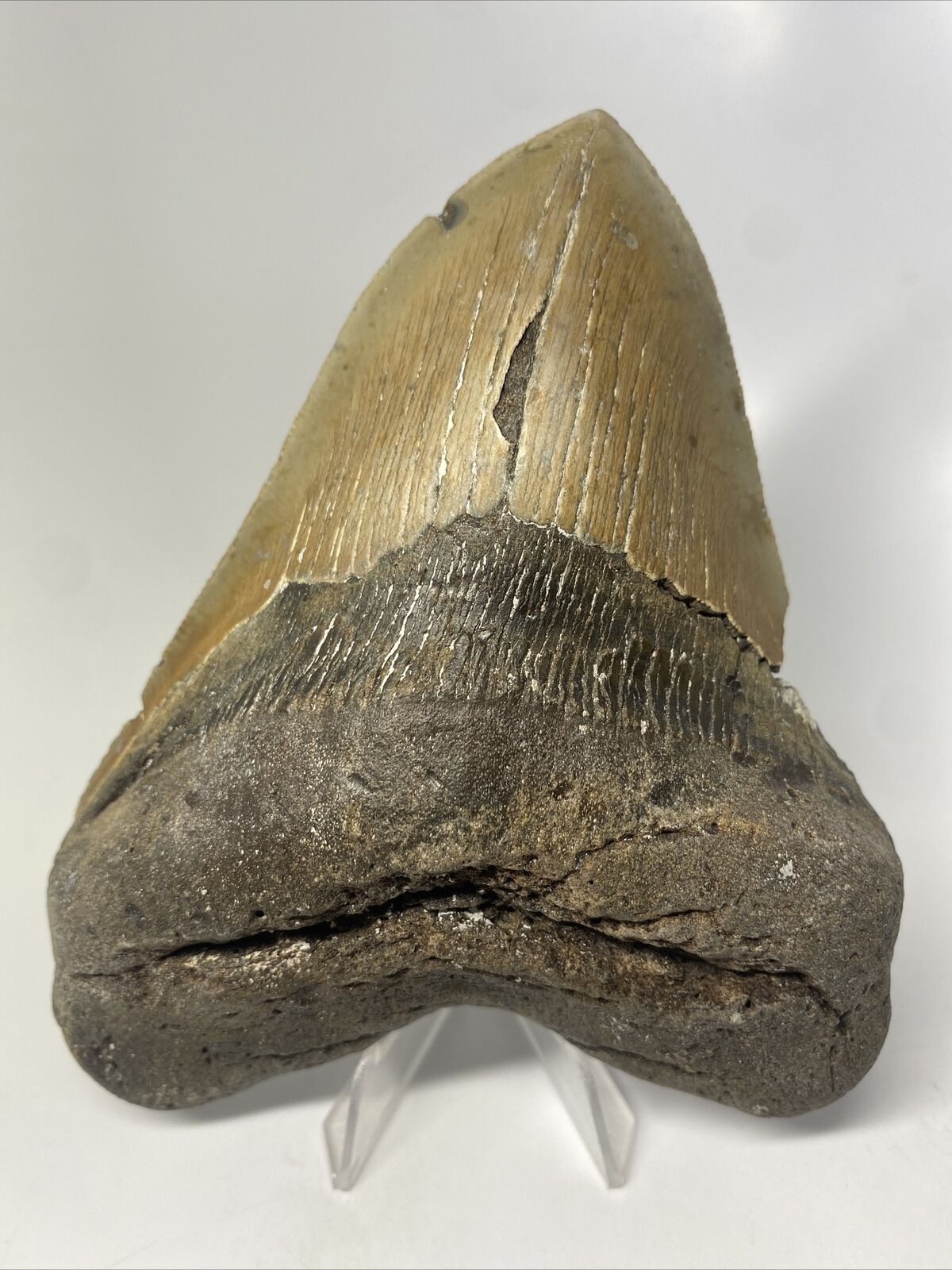 Megalodon Shark Tooth 5.73” Big - Authentic Fossil - Carolina 14231