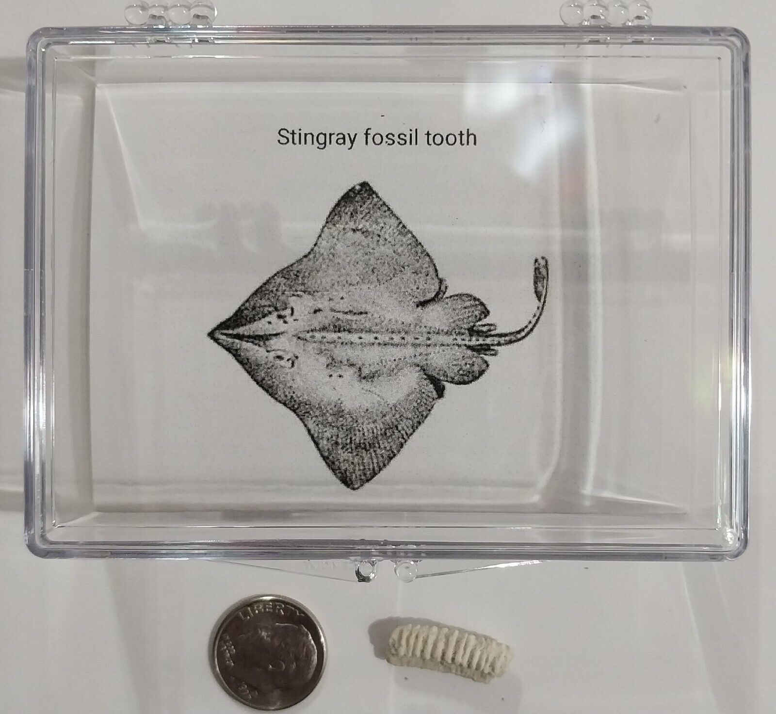 Stingray TOOTH REAL PRE-HISTORIC SHARK FOSSIL EXTINCT in display case