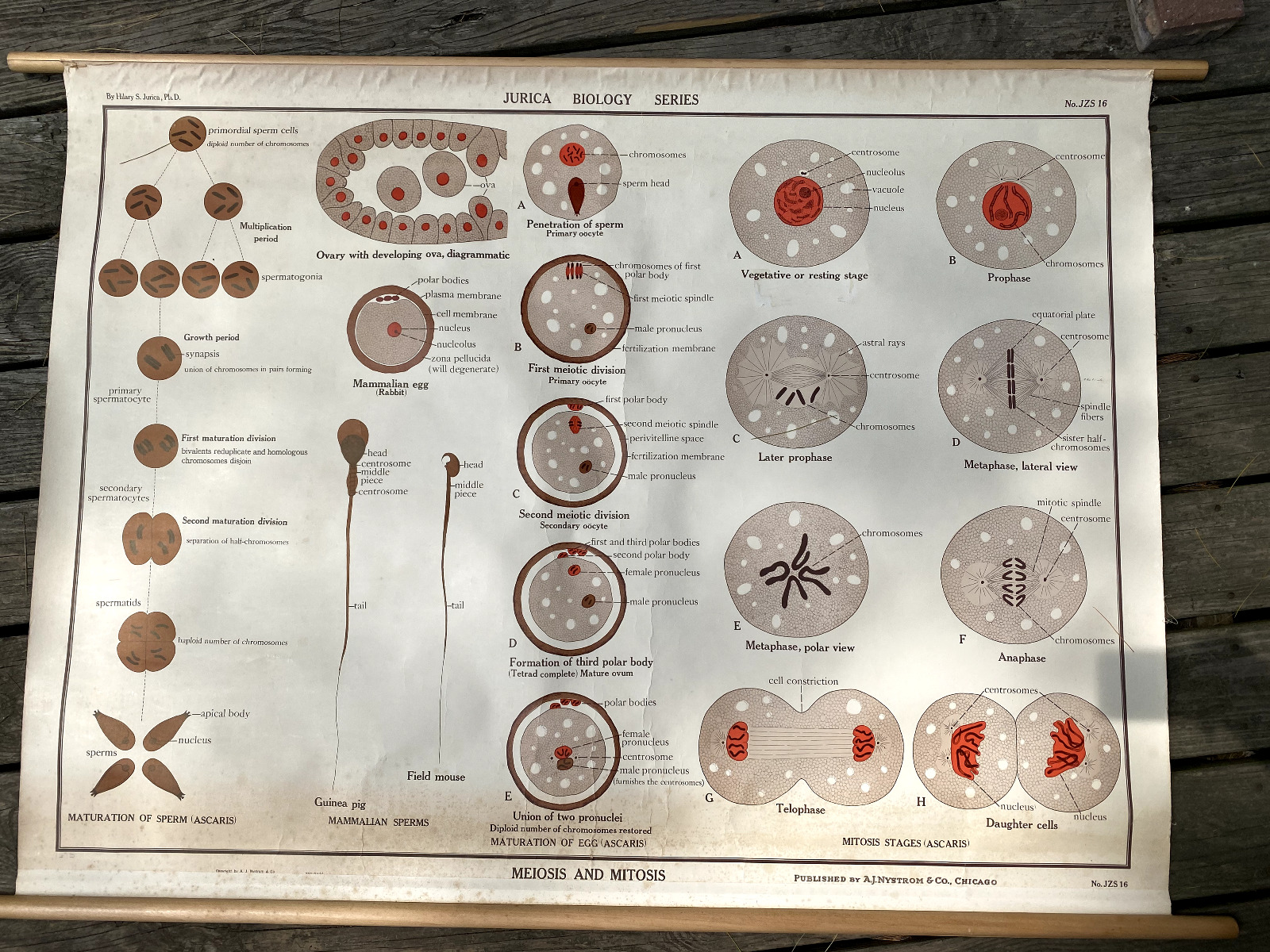 Jurica biology series, JZS 16, meiosis and mitosis, vintage poster