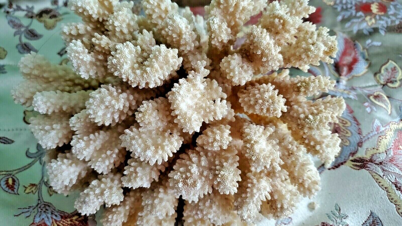 Dry Sea Ocean Reef Coral White Real Natural Piece