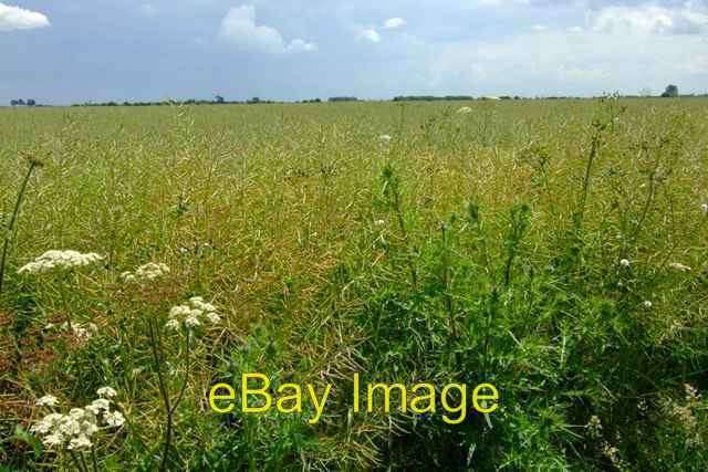 Photo 6x4 Hectares of Bio-fuel Dowsby Cow Parsley panicles beside an unbr c2007