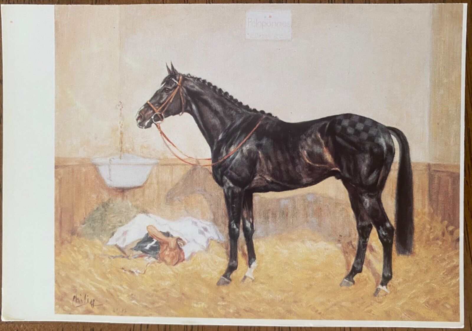 Peloponnes Thoroughbred Race Horse Art Postcard Klaus Philipp Artist
