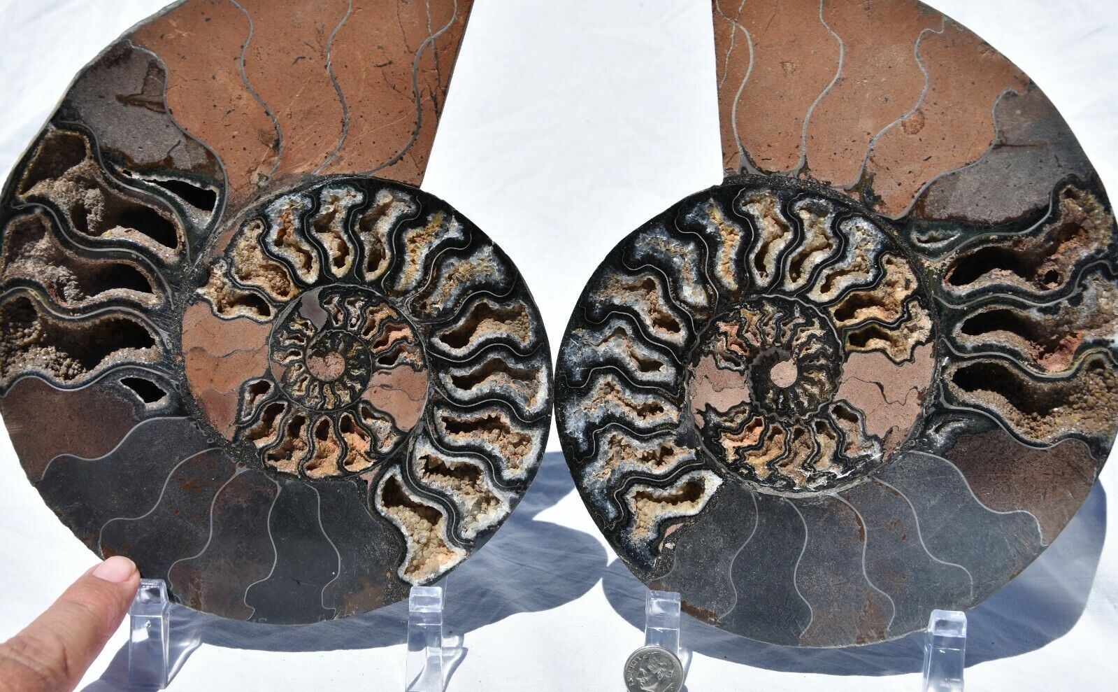 Dinosaur PAIR BLACK Ammonite 1 IN 100 XXXLG 200mm 110myo FOSSIL 8.0\