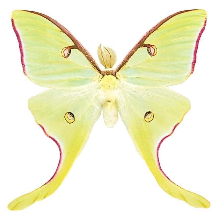 Actias rubromarginata pink green saturn luna moth USA UNMOUNTED/WINGS CLOSED