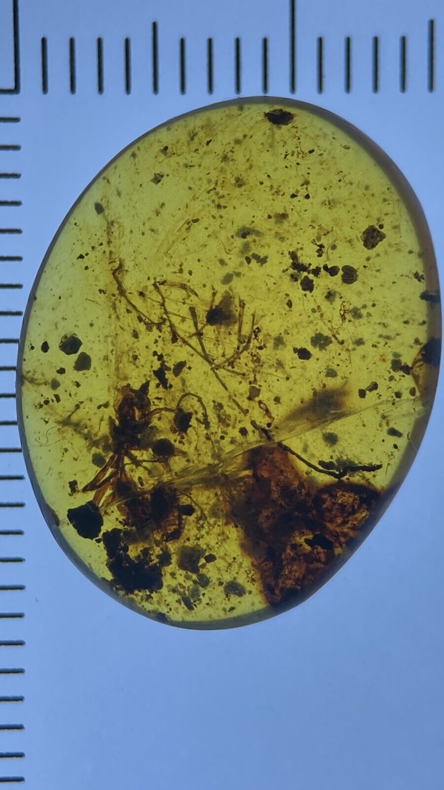 Large Ant (haidomyrmex? HellAnt?) Pristine Fossil In Genuine Burmite Amber 98myo