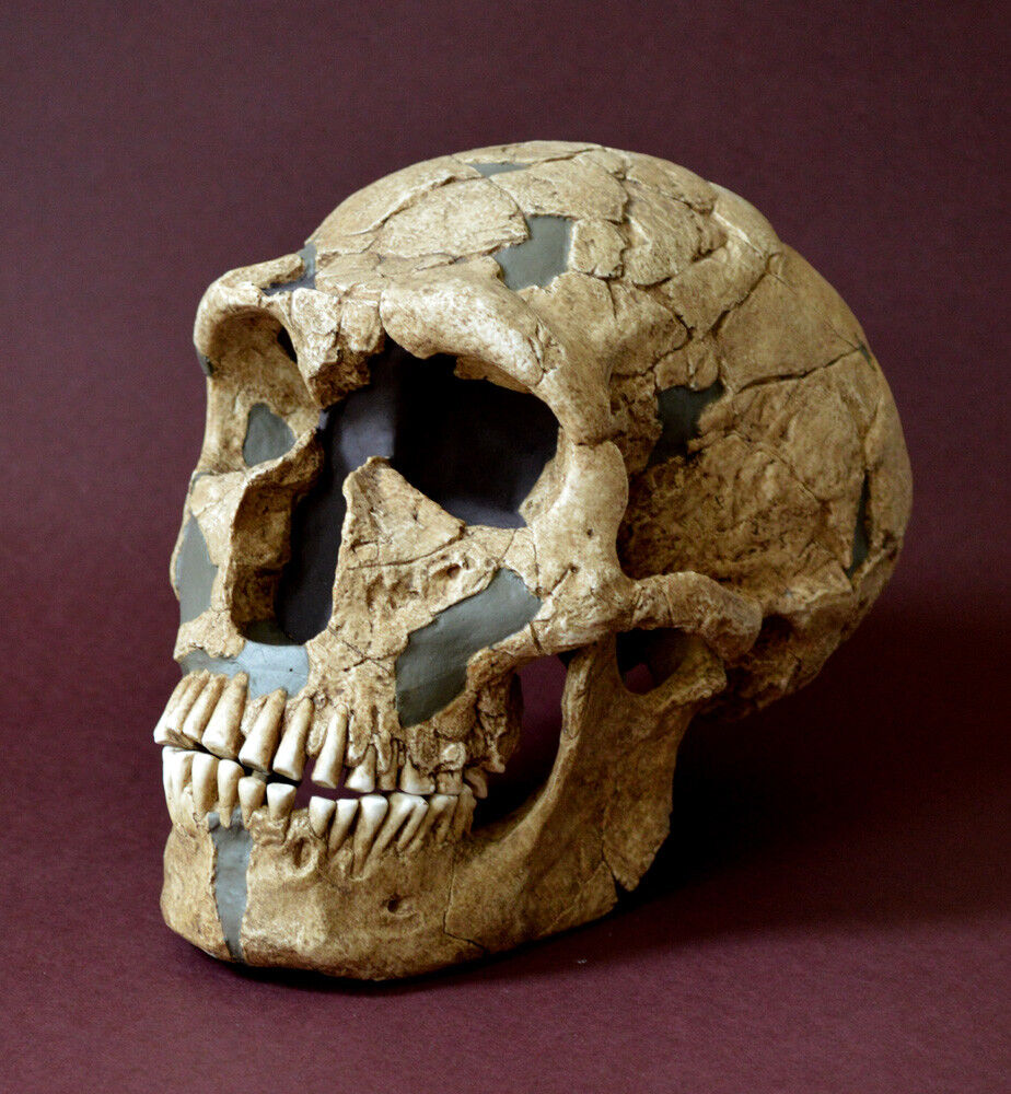 Neanderthal Skull Replica