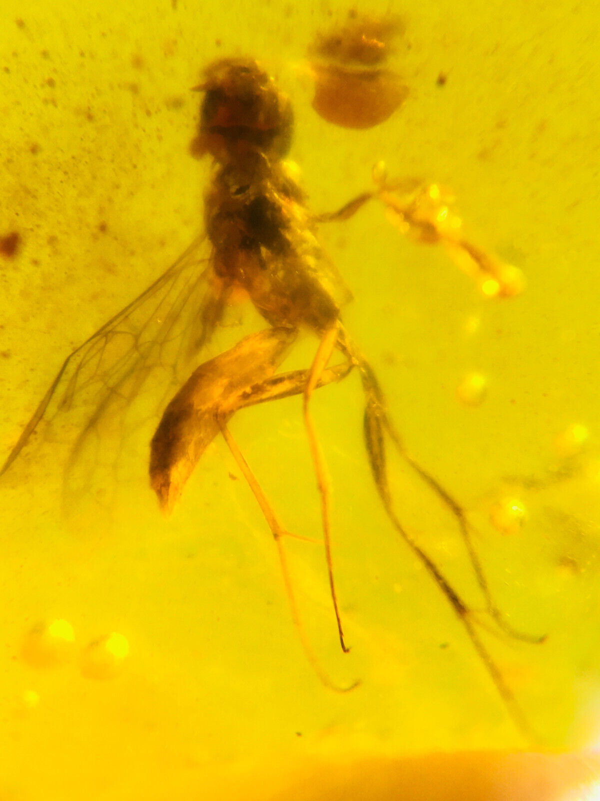 Burmese burmite Cretaceous bumblebee insect fossil amber Myanmar