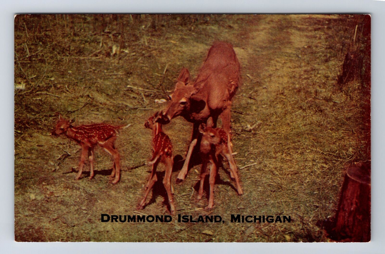 Drummond Island MI-Michigan, Deer Triplets, General Greetings, Vintage Postcard
