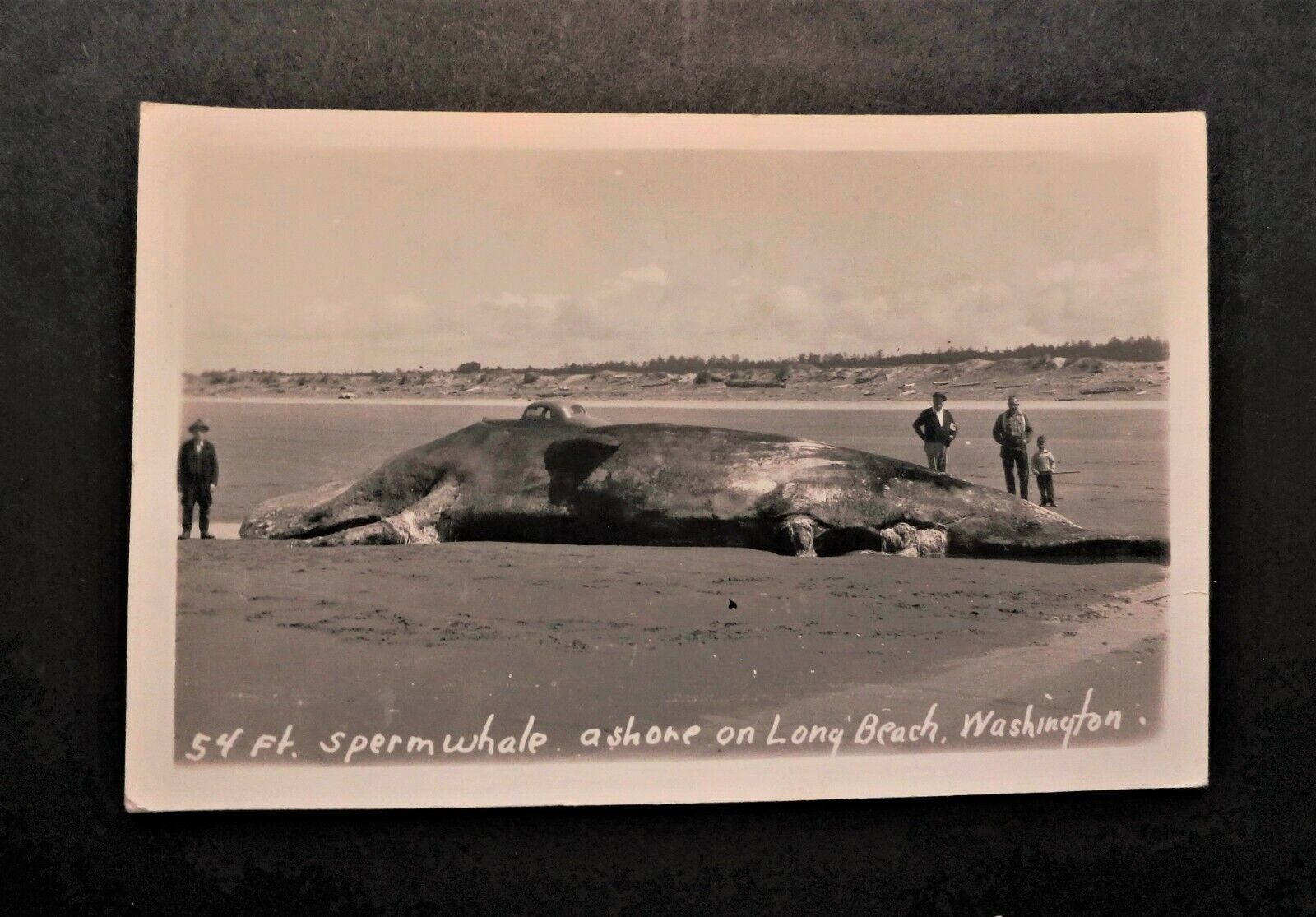 Old Photo Postcard: Beached Sperm Whale at Long Beach Washington - 54 Feet Long