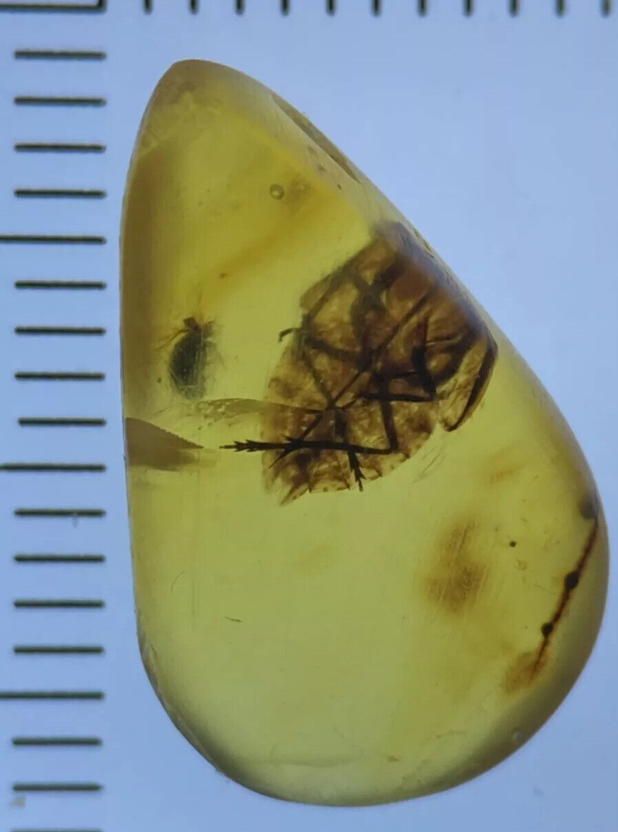 Perfect Cicada Bug, Cretaceous Fossil Inclusion, In Genuine Burmite Amber, 98myo