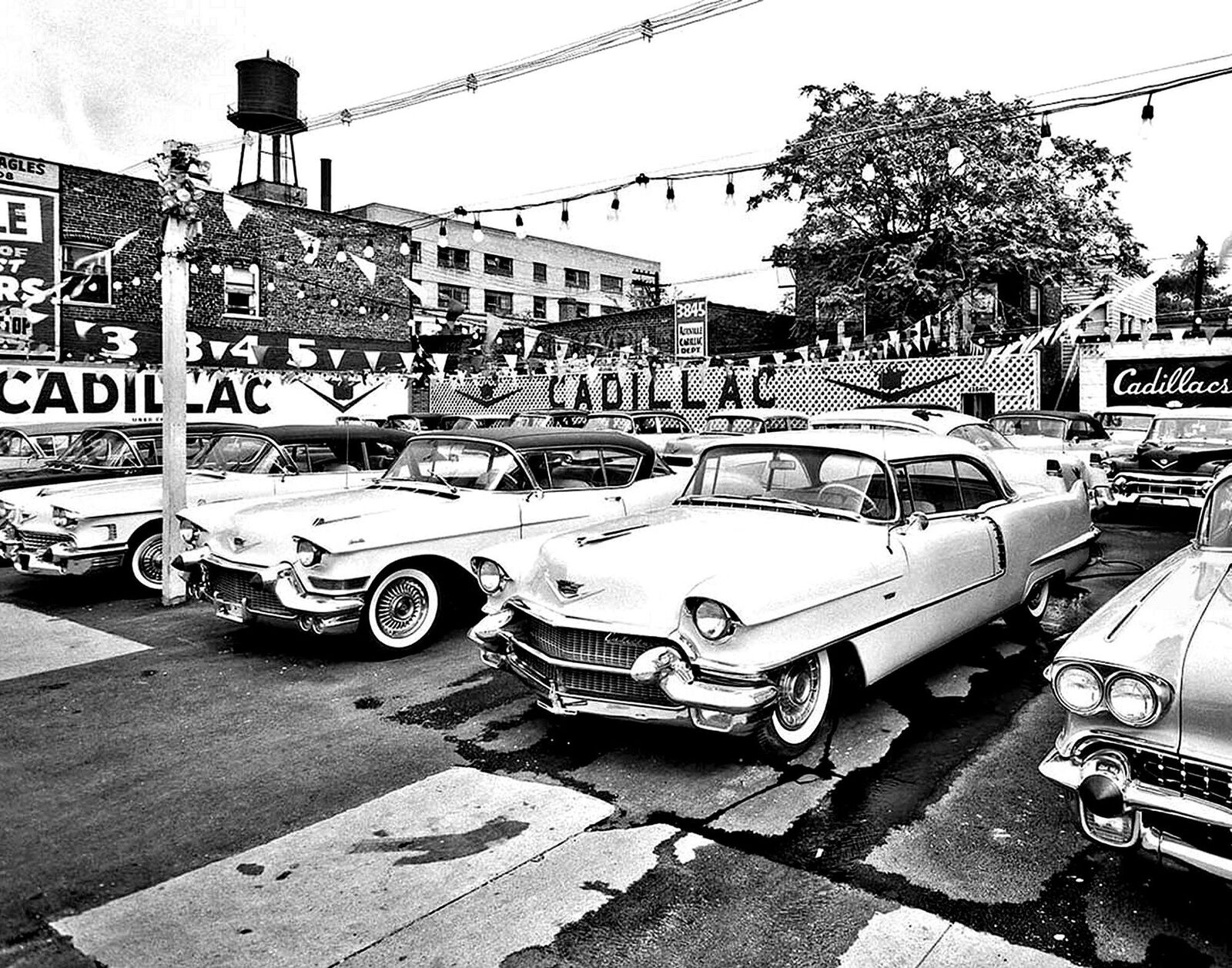 1950s CADILLACS on CAR LOT Photo  (205-P)