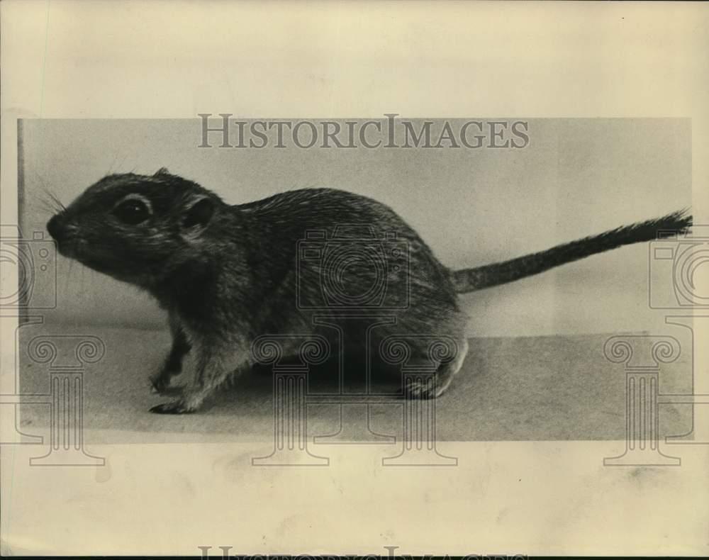1969 Press Photo Sand Rats in Africa valuable in fight against diabetes