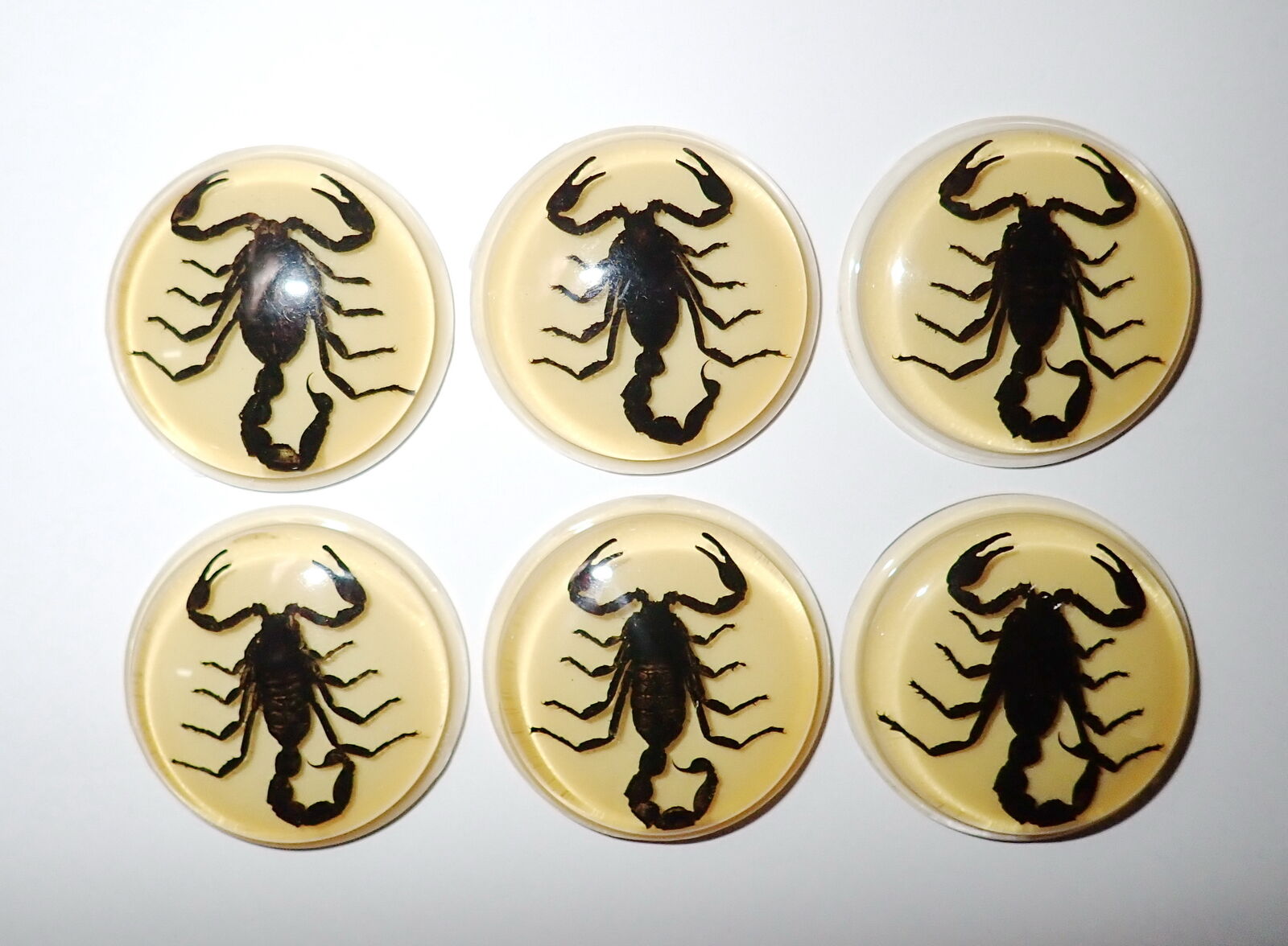 Insect Cabochon Black Scorpion 38.5 mm Round inner 35 mm Amber White 10 pcs Lot