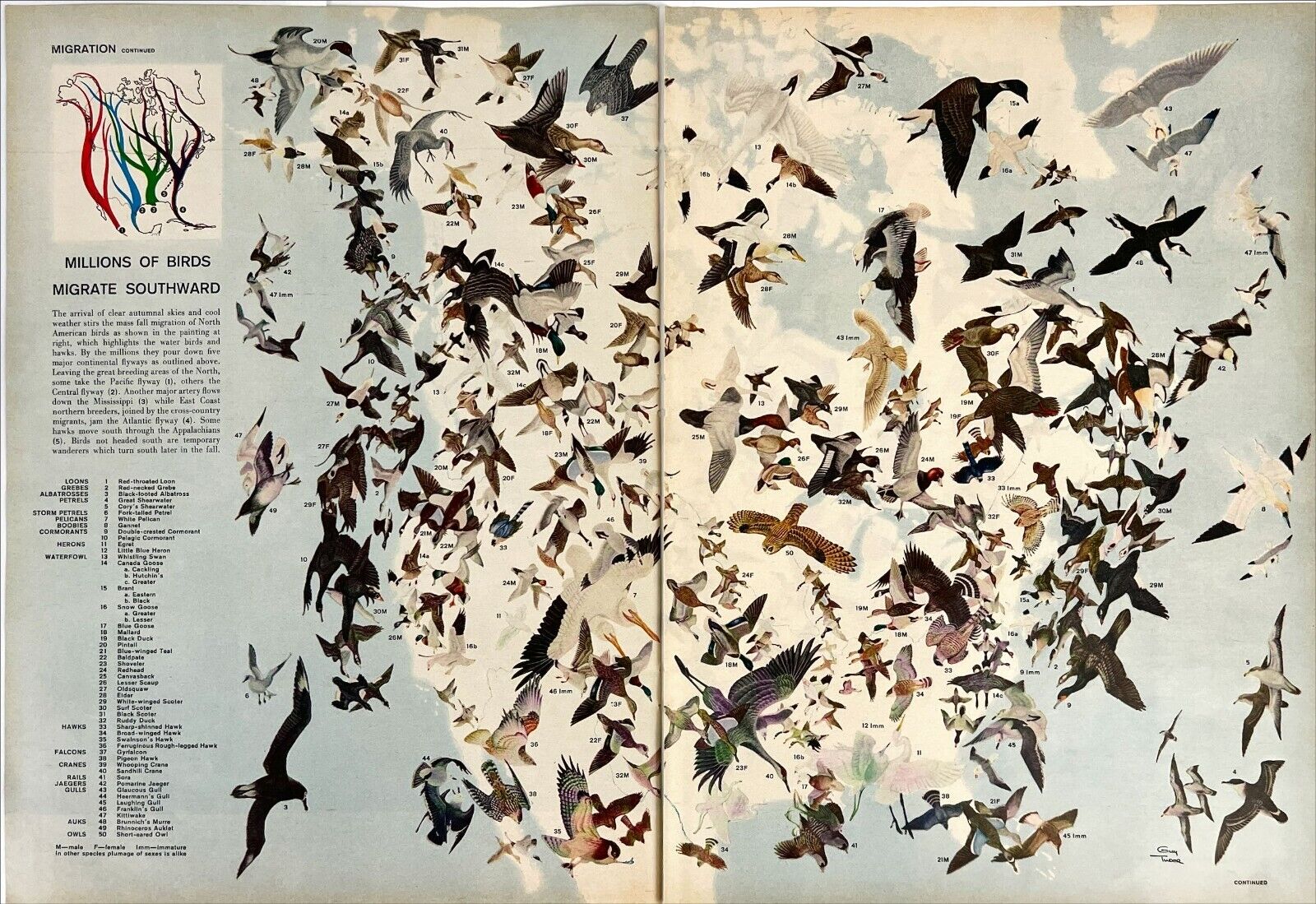 Bird Migration Route Map Globe Patterns Ornithology Pop Art Vtg Magazine Article