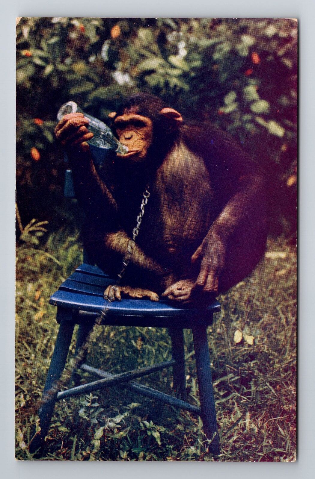 Miami FL- Florida, Pet Chimpanzee Madeliene At Hobby Land, Vintage Postcard