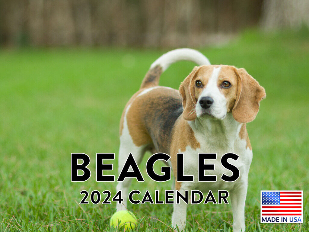 Beagle Calendar 2024 Wall Calender Beagle Gifts