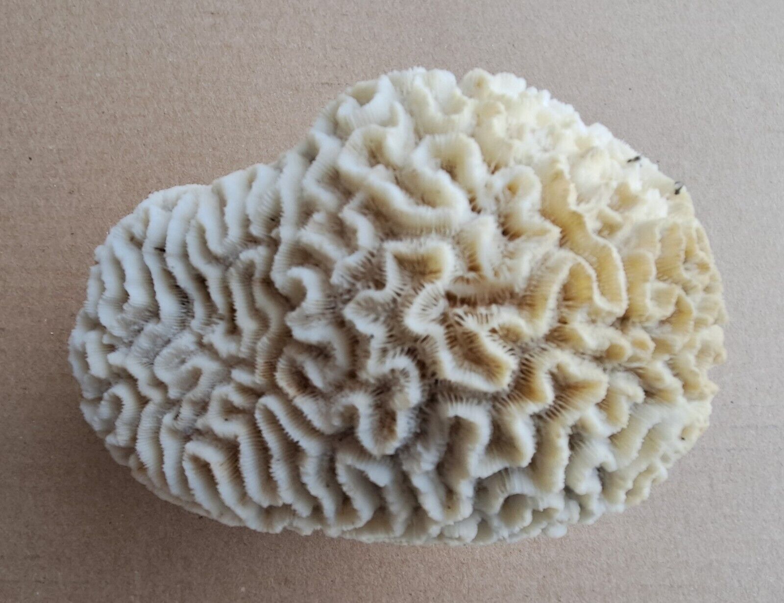 Large Natural White Brain Coral ~1250g - Aquarium Fish