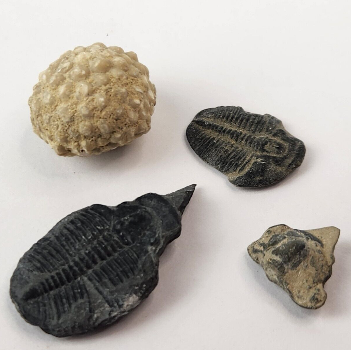 Invertebrate Fossil Lot (4) - Various Locality 