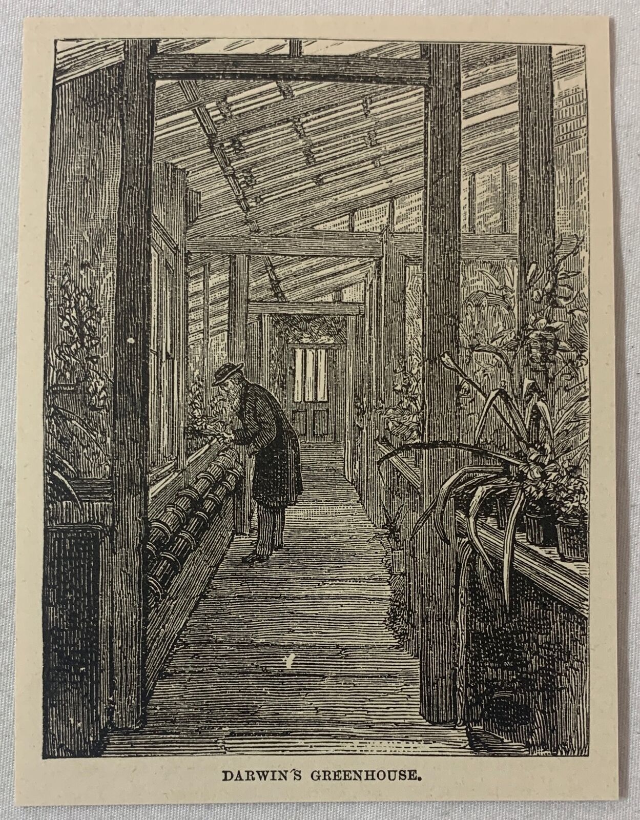 1889 magazine engraving ~ CHARLES DARWIN\'S GREENHOUSE