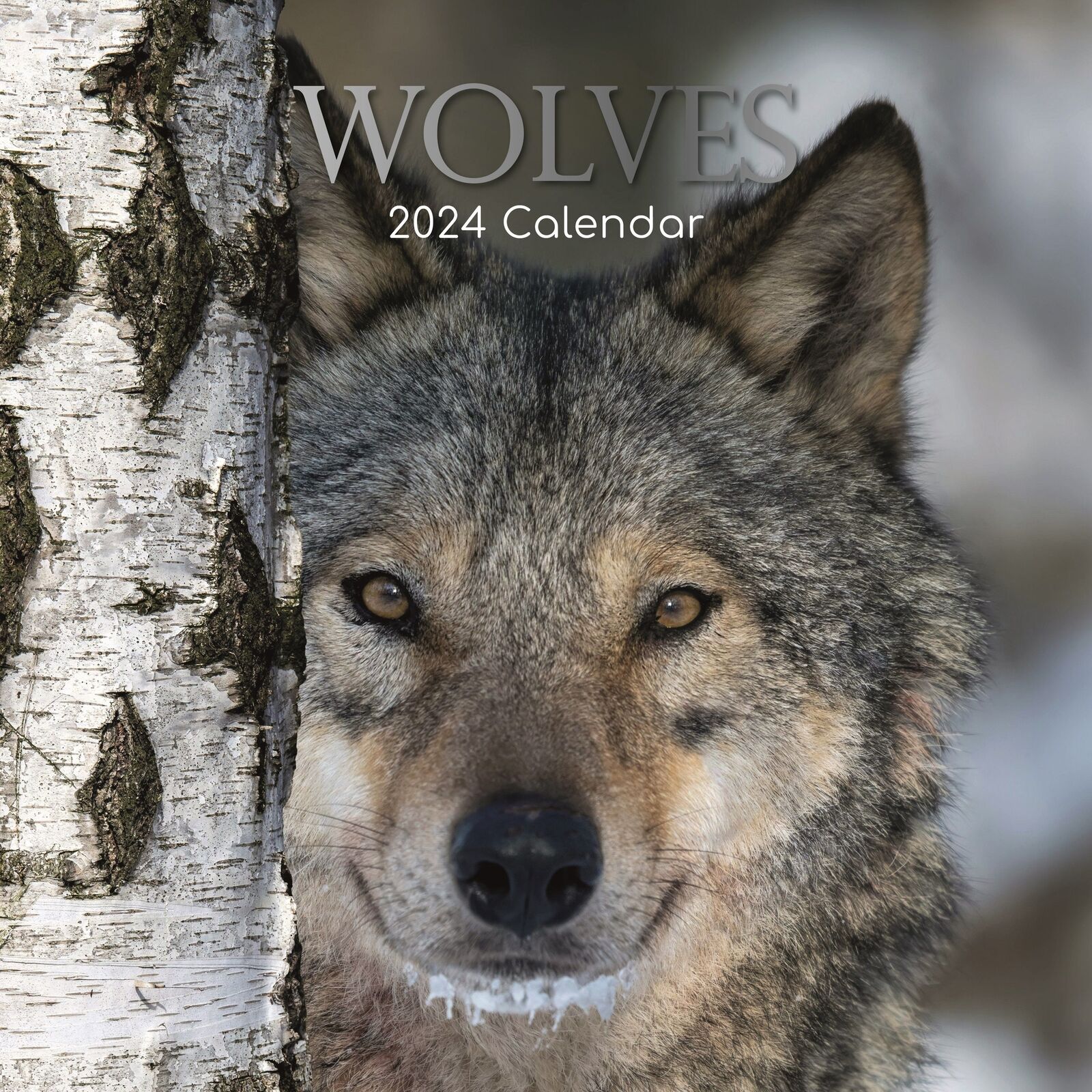 2024 Square Wall Calendar, Wolves, 16-Month Animals Theme 180 Stickers 12x12\