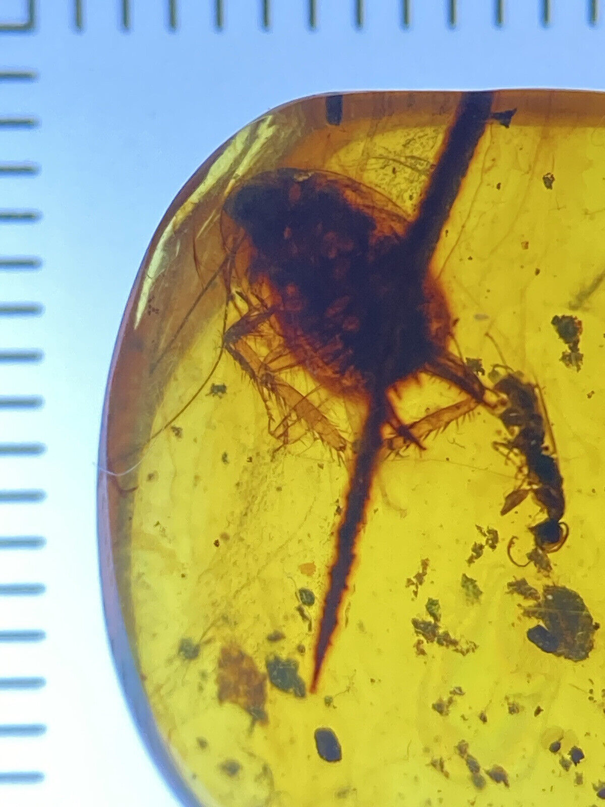 Perfect Roach / Cockroach Blatodea Inclusion Fossil Genuine Burmite Amber, 98MYO