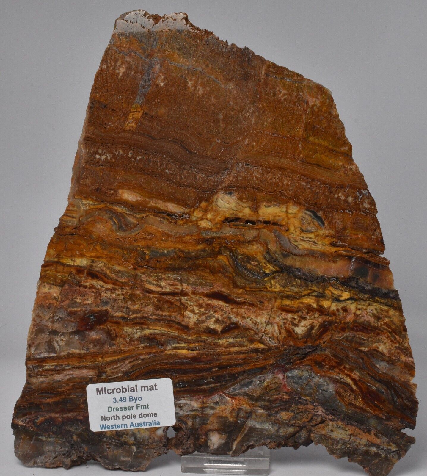 MICROBIAL MAT, Dresser Fmt, Stromatolite, North Pole Dome 691 grams, S1145
