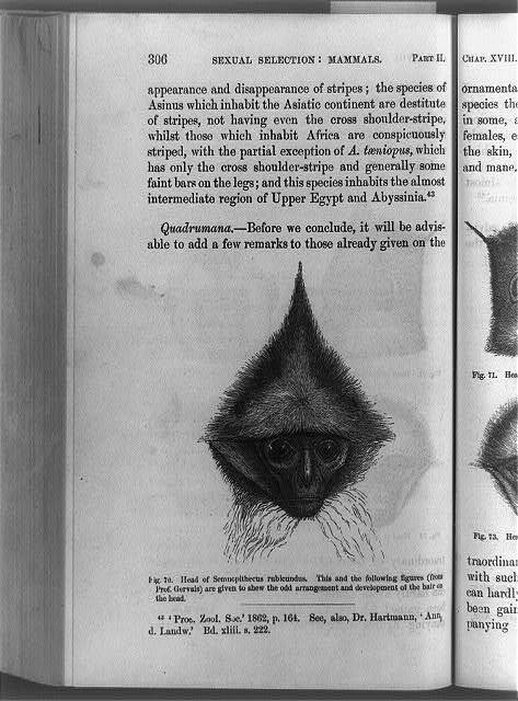 Head,Semnopithecus rubicundus,monkeys,books,animals,sexual selection,mammal,1874