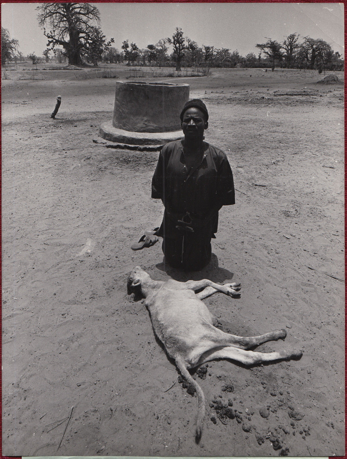 1973 Pressens Bild AB Photo Sweden West Africa Senegal Drought Dead Calf