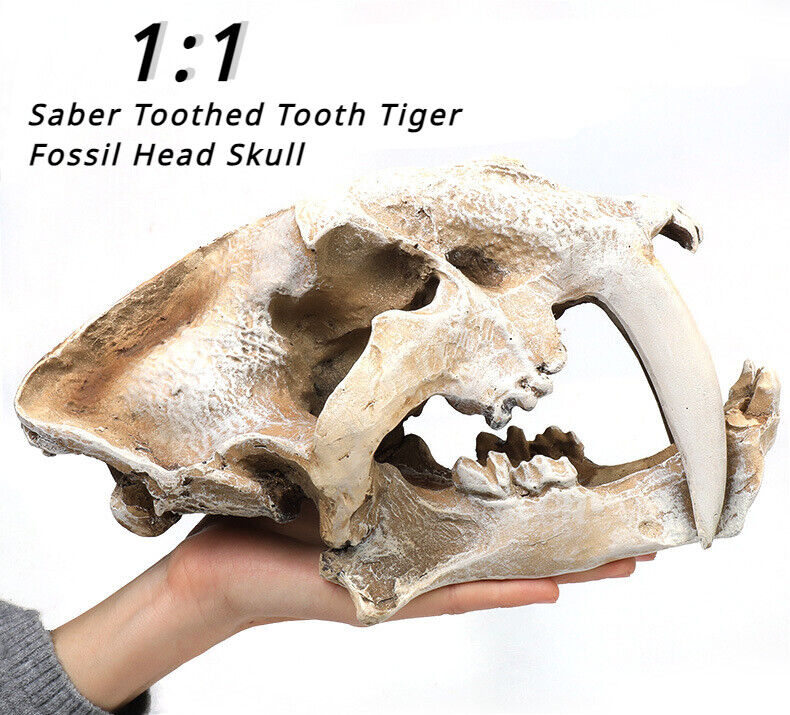Saber Toothed Tooth Tiger Fossil Head Skull Prehistoric Figure Statue Replica US