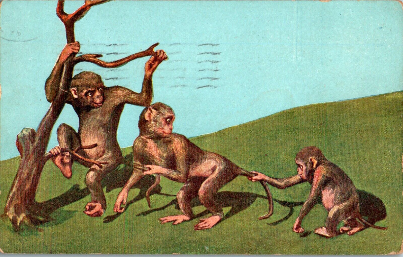 3 Chimpanzee Monkeys Playing 1905 Postcard