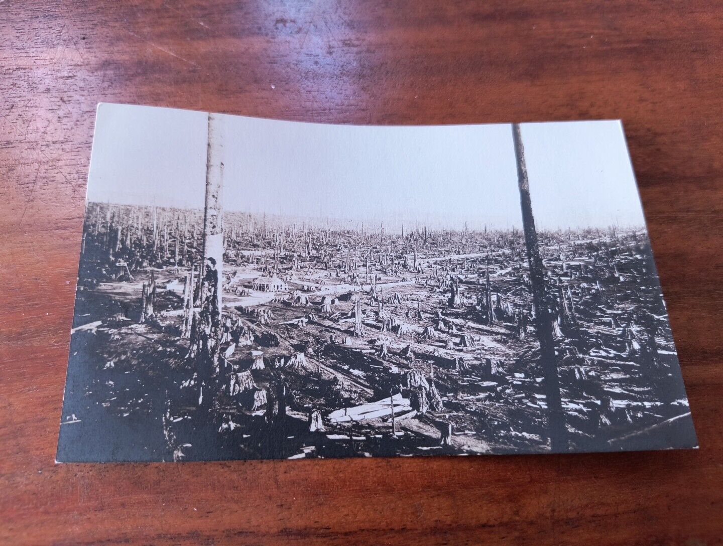Photo on postcard stock Devastated Forest w House in background Deforestation 
