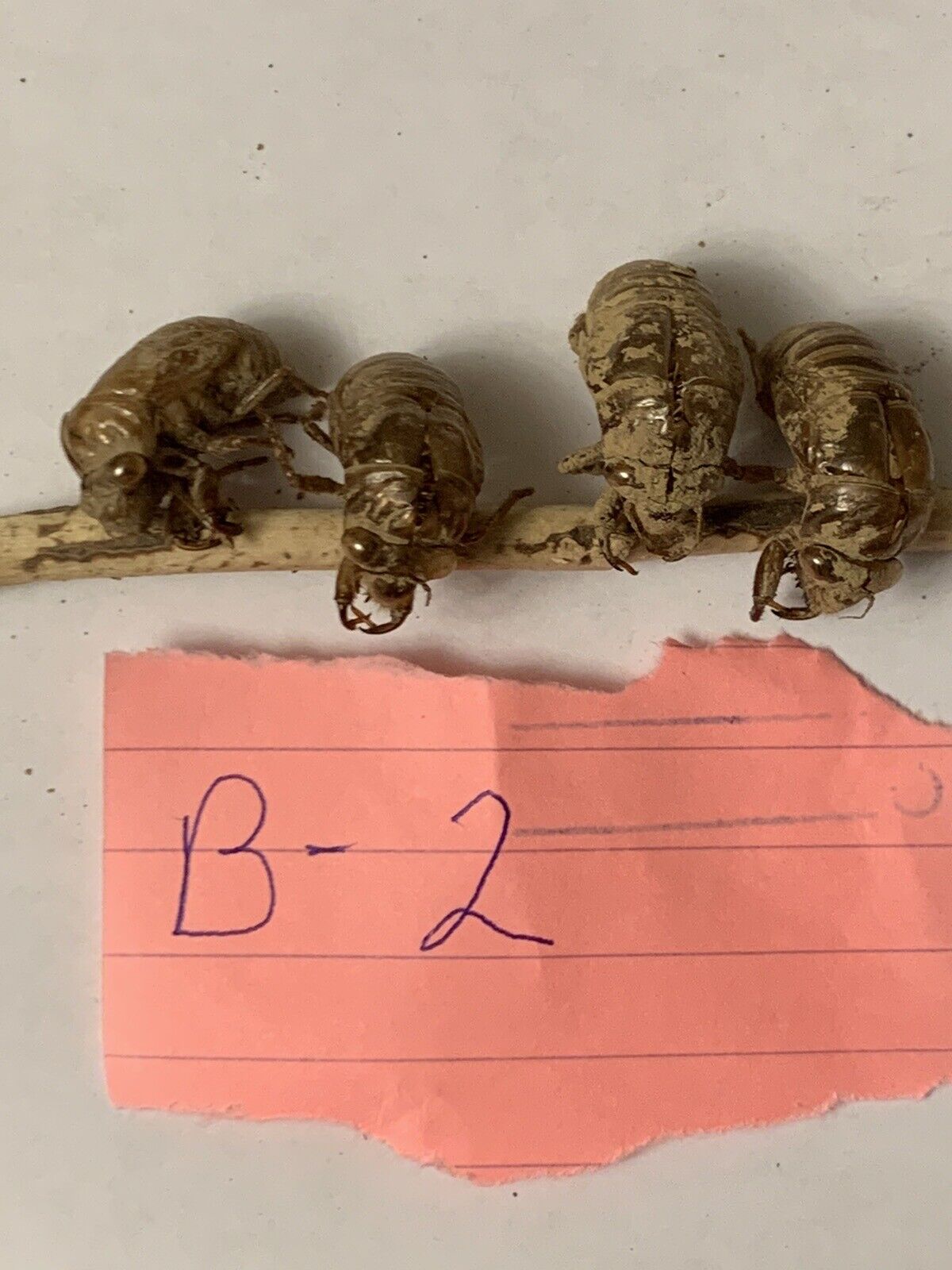BoGo 4 Cicada shells, skin, exoskeleton ..Free Shipping