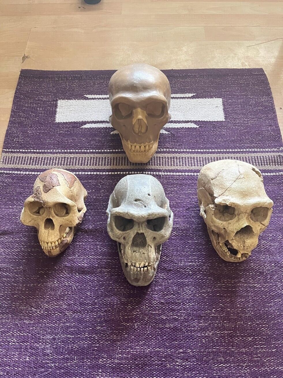 Museum Hominid Skull Replicas: Homo Erectus, Heilderbergensis, Neanderthal, Lucy