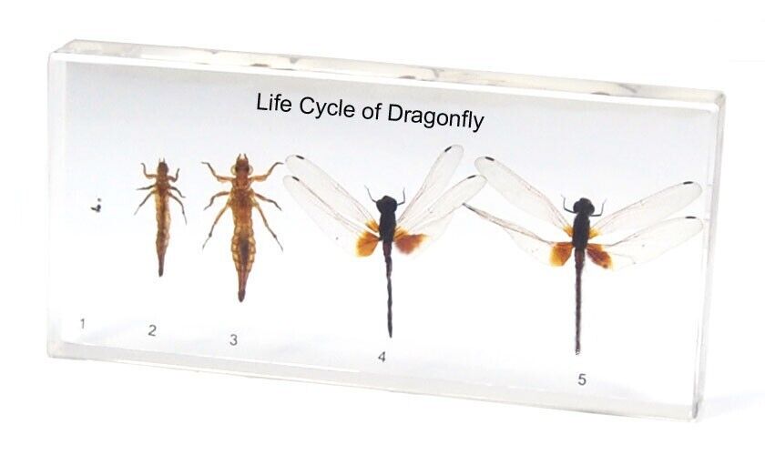 Life Cycle of Dragonfly Specimen Paperweight Taxidermy Collection Resin